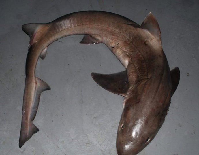 Archivo - Un ejemplar de musola.