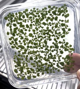 Muestras de la planta Arabidopsis thaliana