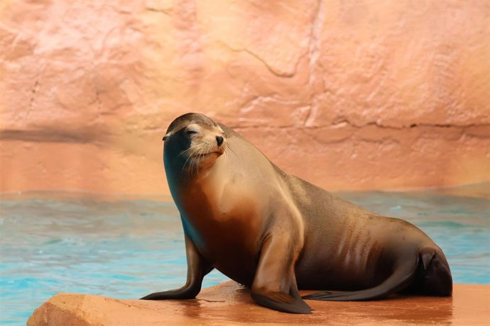 León marino en Selwo Marina