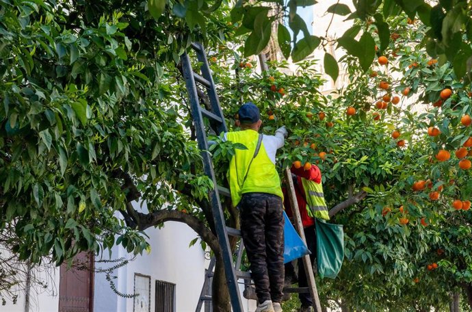 Archivo - Foto de archivo de un operario cogiendo los frutos de un naranjo.