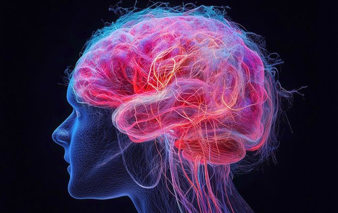 L’estudi aborda un sistema que participa en la regulació processos clau en l’addicció a l’alcohol com l’estrés. /