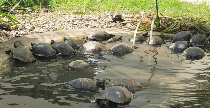 Fundació Global Nature controla les espècies invasores al Prat de Cabanes-Torreblanca