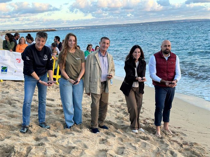 El Govern libera en el mar 34 tortugas marinas nacidas este verano en Can Pere Antoni