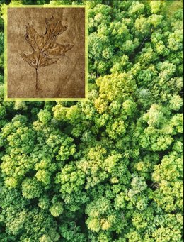 Hoja fósil añadida a la imagen producida por IA