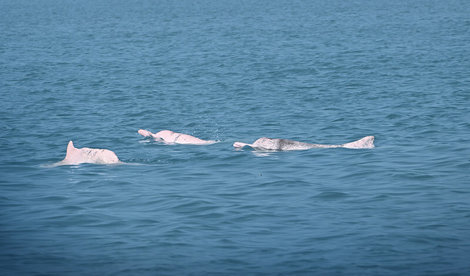 Comunicados Internacional