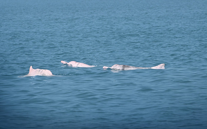 Chinese_white_dolphins_in_Xiamen_Bay__Image_credit_Dr__Zeng_Qianhui__Third_Institute_of_Oceanography