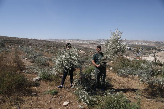 26 de outubro de 2025, Hebron, Cisjordânia, Território Palestino: Palestinos inspecionam oliveiras danificadas por colonos israelenses na vila de Al-Minya, perto de Belém, na Cisjordânia ocupada, em 26 de outubro de 2025, durante a temporada anual de colh