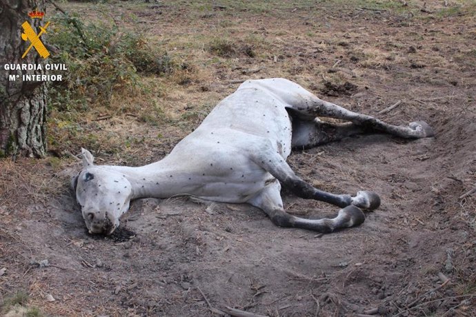 Imagen de la yegua muerta facilitada por la Guardia Civil