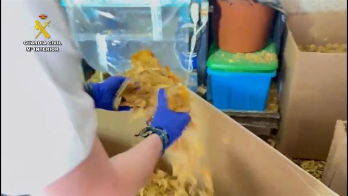 La Guardia Civil desarticula una organización dedicada a la fabricación y distribución ilegal de tabaco.