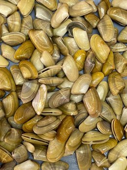 Archivo - Coquinas de Huelva.