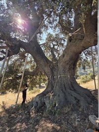 Estudio de la Junta para retrasar el deterioro de la encina 'La Peana' en Serón (Almería), árbol más grande de Andalucía