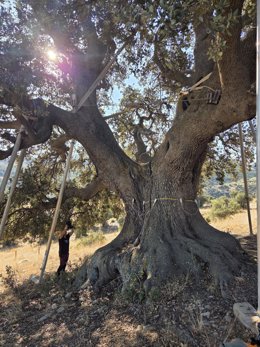 La Encina de la Peana, en Serón (Almería).
