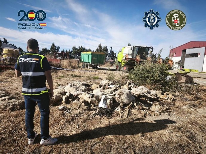 Decenas de ovejas muertas en una explotación ganadera de Parla