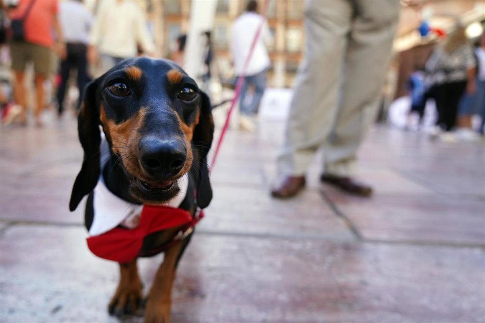Archivo - Imagen de un perro. ARCHIVO. 