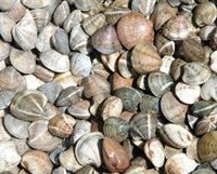 Cerrada la pesquería de la chirla en Matalascañas y Doñana Norte por rendimiento inferior al establecido