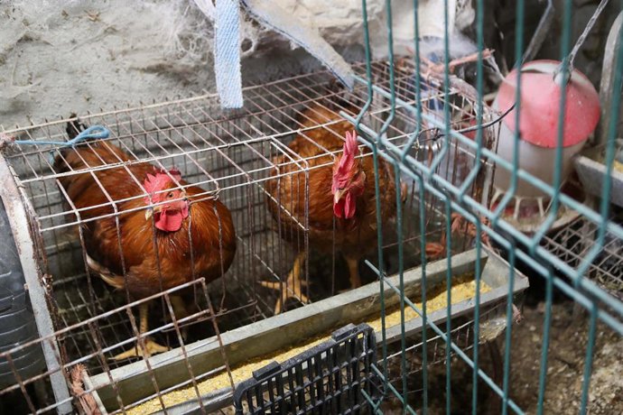 Gallinas en gallineros 