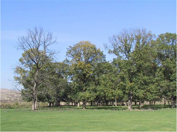 Olmos afectados por grafiosis en Rivas-Vaciamadrid