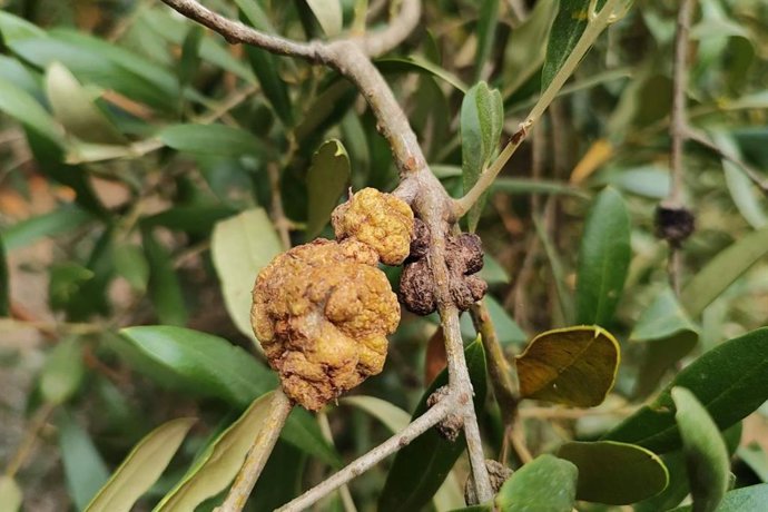 HTpro Ebony; la alternativa biológica que ayuda a frenar la tuberculosis del olivo