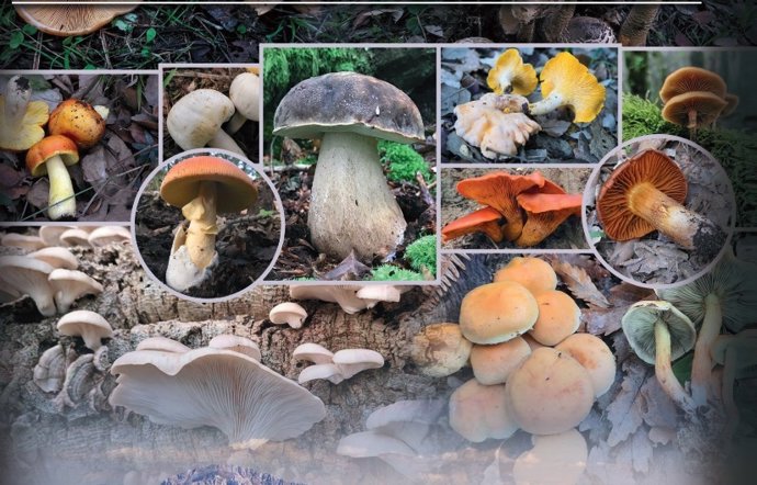 Imágenes de diferentes setas.