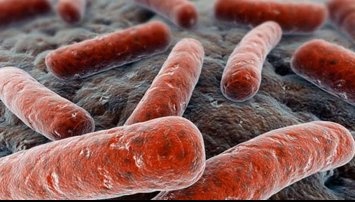 notibrasil sociedade