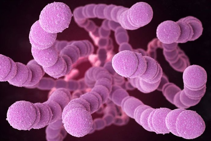 Archivo - Streptococcus pneumoniae, or pneumococcus.