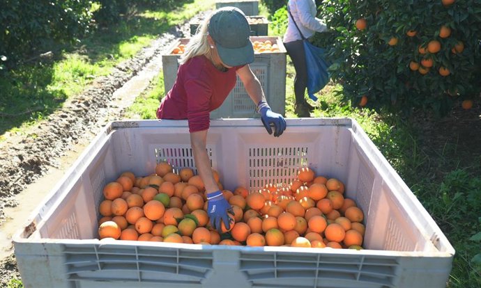 Mercadona comercializará este año 131.000 toneladas de naranja nacional