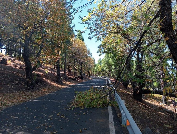 Carretera de Gran Canaria con ramas caídas
