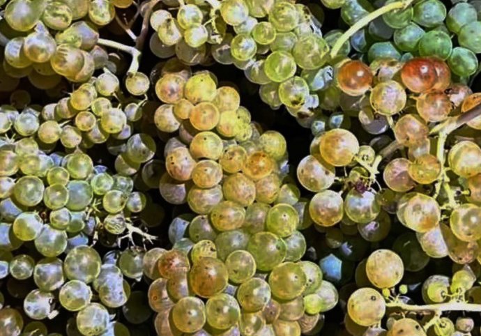 Imagen de archivo de racimos de uvas