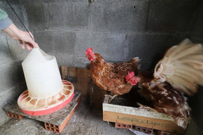 Gallinas en gallineros en A Mariña, a 9 de noviembre de 2025, en A Mariña, Lugo, Galicia (España). Se trata de explotaciones avícolas de los concellos de Barreiros, Ribadeo y A Pontenova.