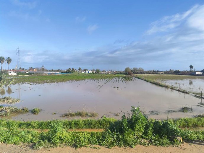 Daños en los cultivos de Los Palacios y Villafranca (Sevilla) tras la Dana de 2024.