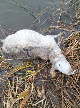 Un ataque de lobo deja siete carneros muertos en una explotación ganadera de Muñoz (Salamanca).