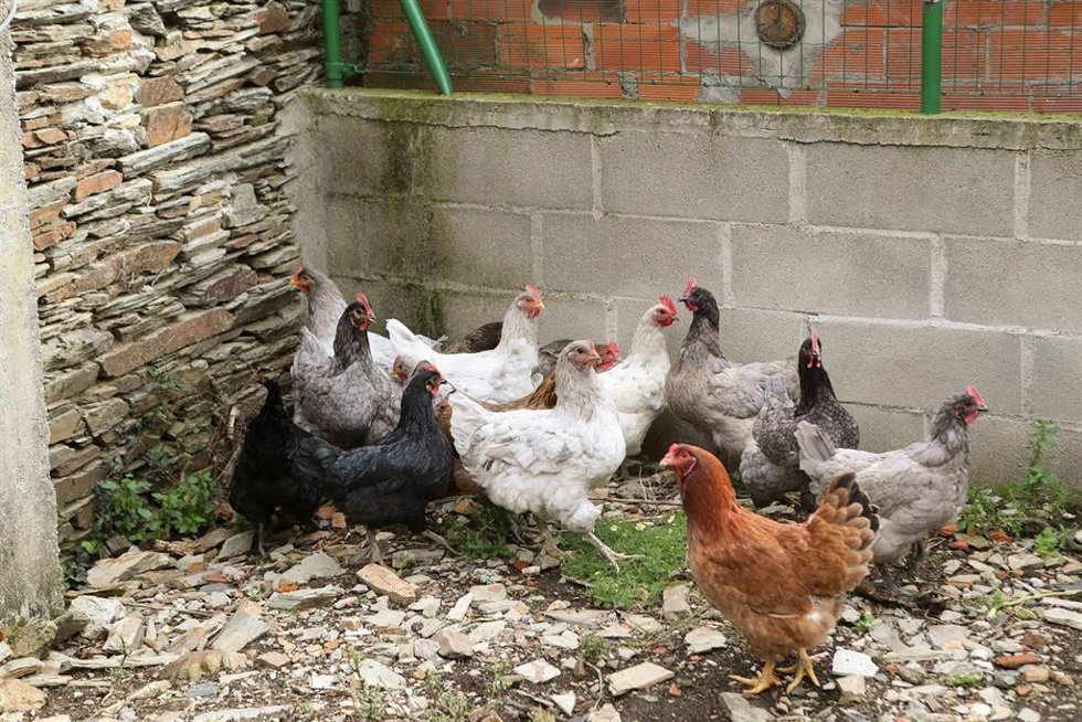 Gallinas en gallineros 