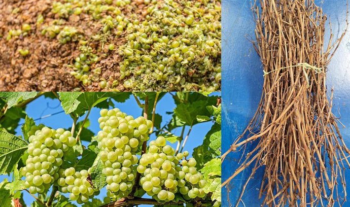 Archivo - Proyecto liderado por Gaiker sobre residuos agroalimentarios y agrícolas