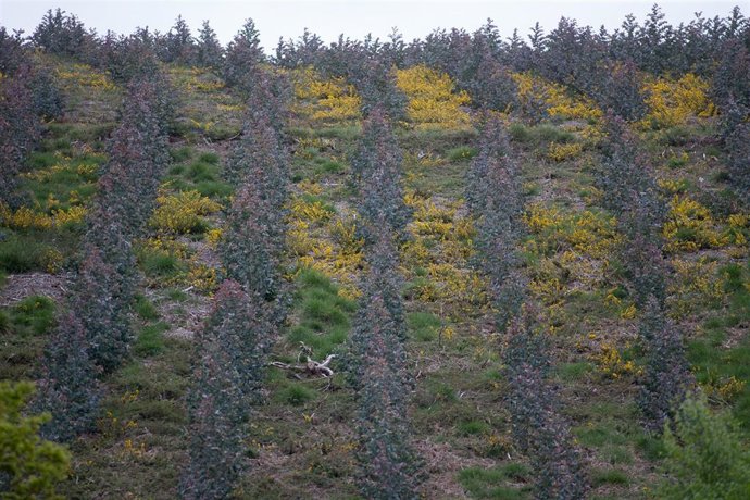 Archivo - Repoblación de eucalipto en O Cádavo, A Fonsagrada, a 22 de abril de 2021, en Lugo, Galicia (España). La moratoria para la plantación de eucalipto entrará en vigor en mayo, para acelerar se está procediendo a la tala de otras especies como el pi