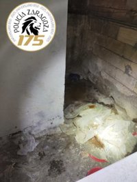 La Policía Local de Zaragoza rescata tres perros abandonados en un domicilio en condiciones insalubres