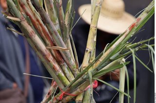 Senador Huerta pide apoyo urgente al sector cañero por crisis de precios, contrabando y menor consumo de azúcar