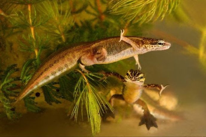 Espécime de Lissotriton helveticus