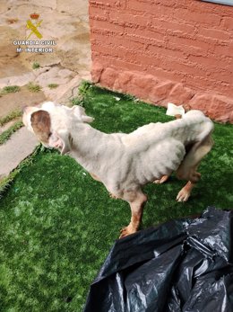 Detenida en Sigüenza por maltratar a un perro, que tuvo que ser sacrificado por el grave estado que presentaba