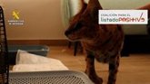 Foto: Rescatado un serval en un domicilio particular de Alicante