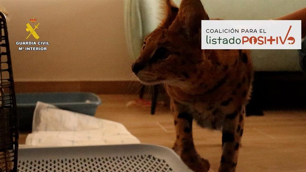 Rescatado un serval en un domicilio particular de Alicante