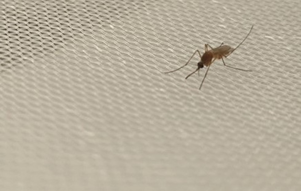 Imagen de archivo de un mosquito común.