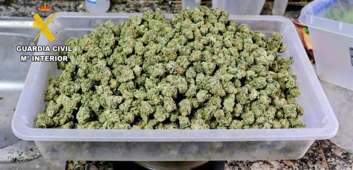 Cannabis intervenido por la Guardia Civil en Arafo