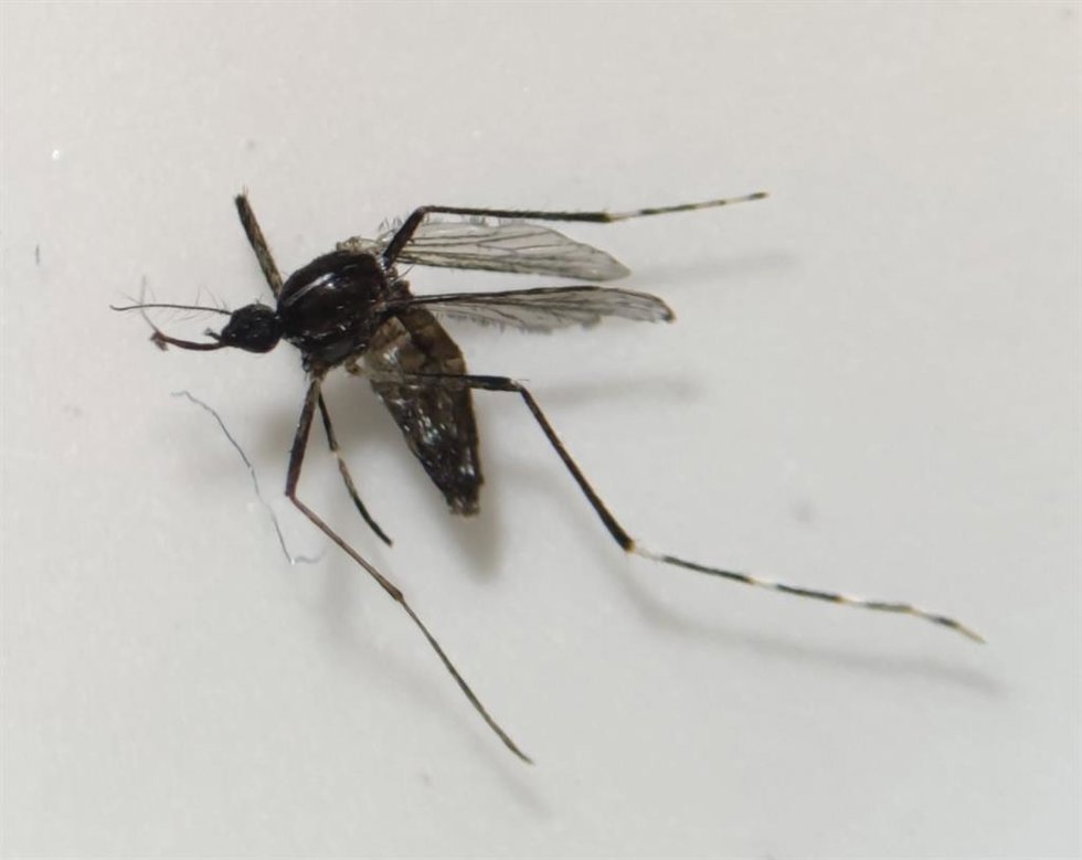 Archivo - Sanidad activa el Sistema de Vigilancia Entomológica en Fuertentura tras detectar un ejemplar de mosquito Aedes