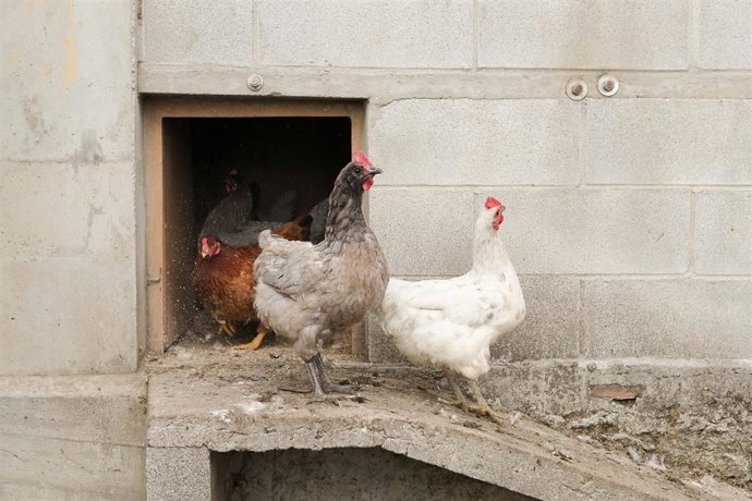 Gallinas en gallineros en A Mariña.