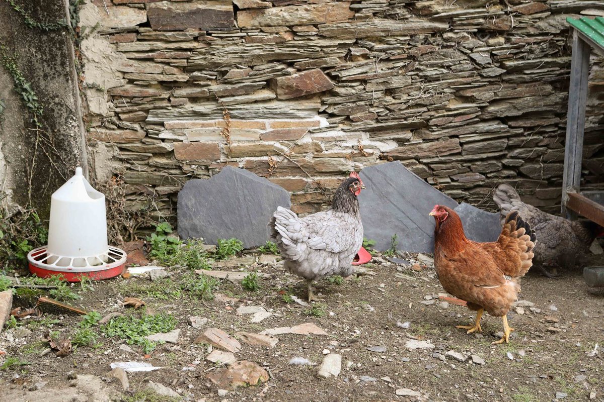 Manzanos pide a los riojanos que tengan aves que cumplan el confinamiento y avisen de posibles contagios
