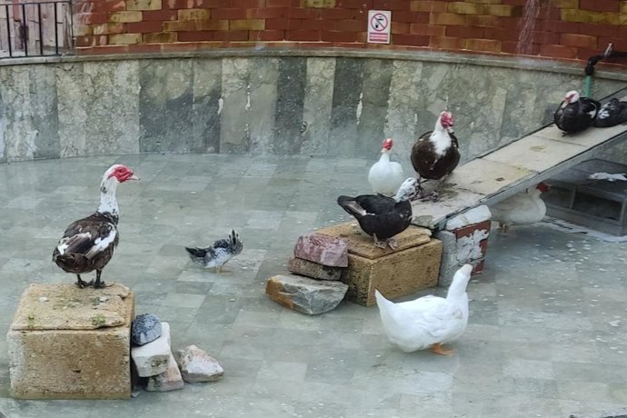 Imagen de aves en la fuente del Parque Torres