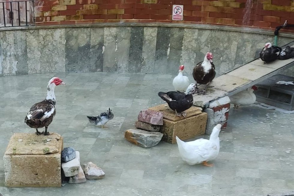 Imagen de aves en la fuente del Parque Torres