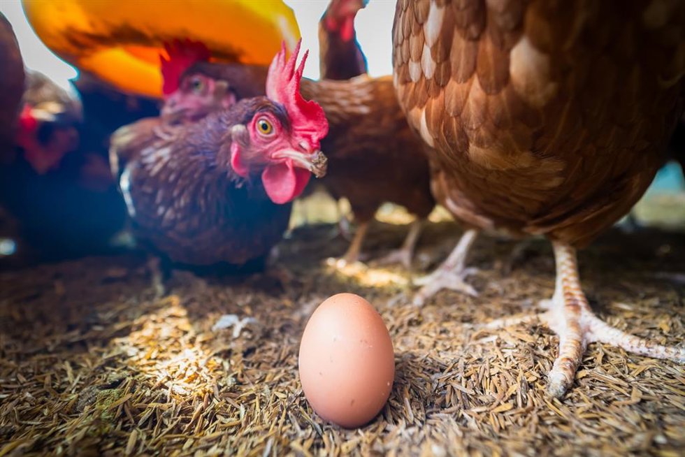 Archivo - Gallinas, huevo, gripe aviar