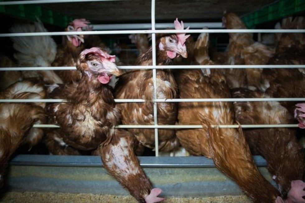 Gallinas confinadas en jaulas en granja en España. Igualdad Animal.