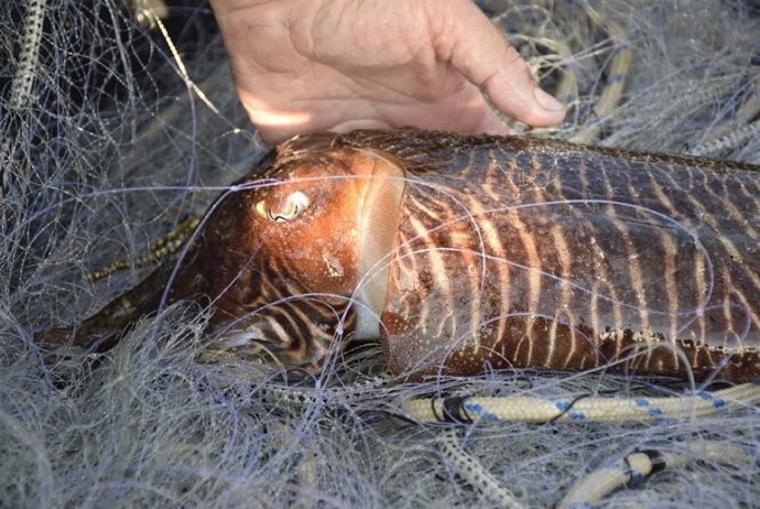 Archivo - Imatge de recurs d'una sípia